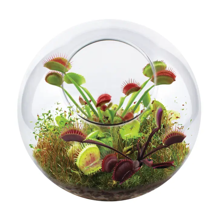 Flytraps Glass Terrarium Seed Kit